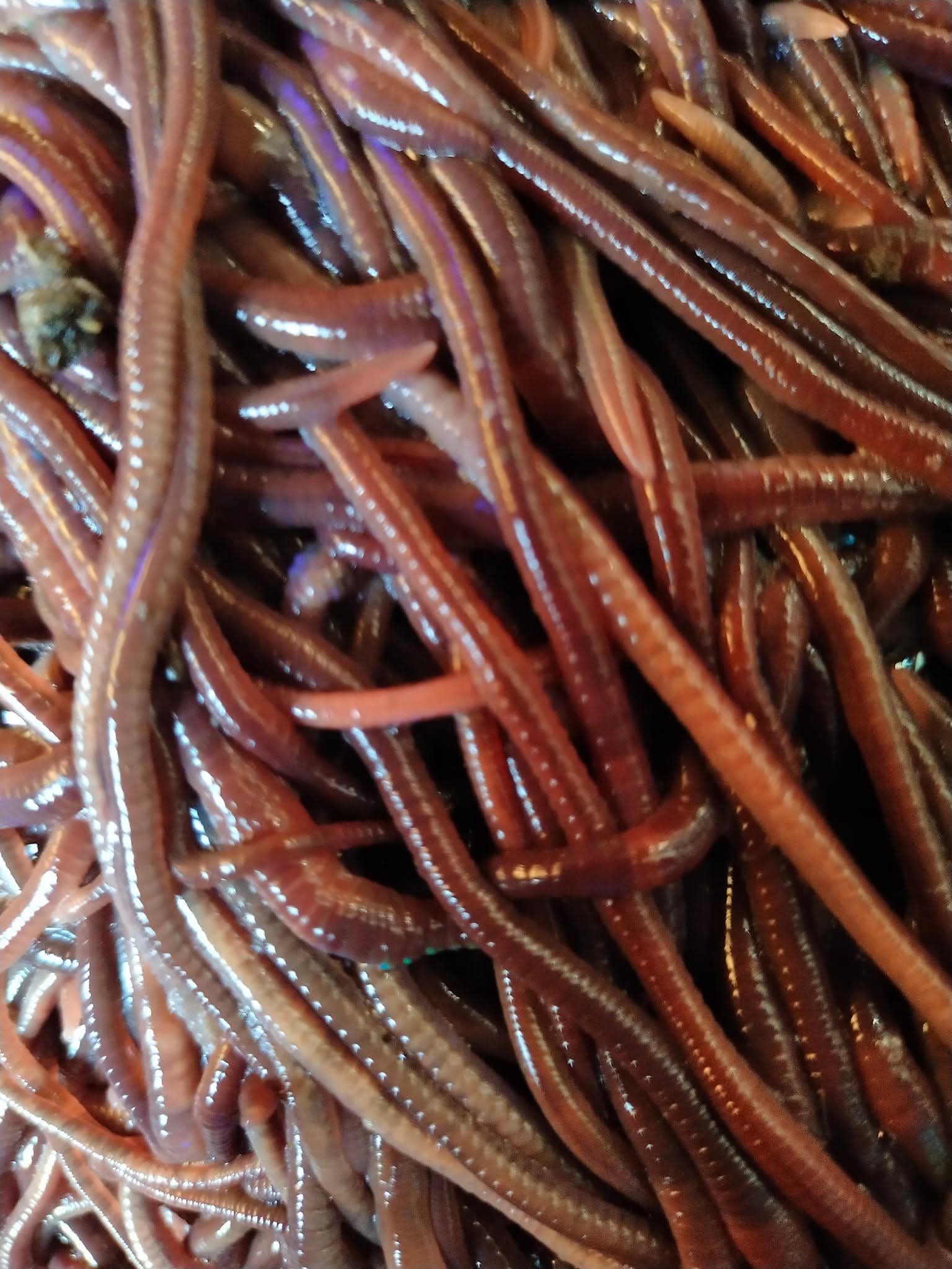 Cacing tanah Lumbricus rubellus/ANC segar